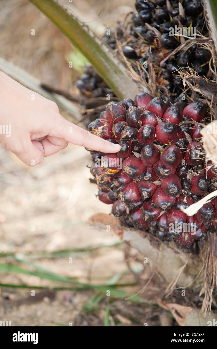 Finger pointing at unripe fresh fruit bunch growing on young oil palm. The Sindora Palm Oil