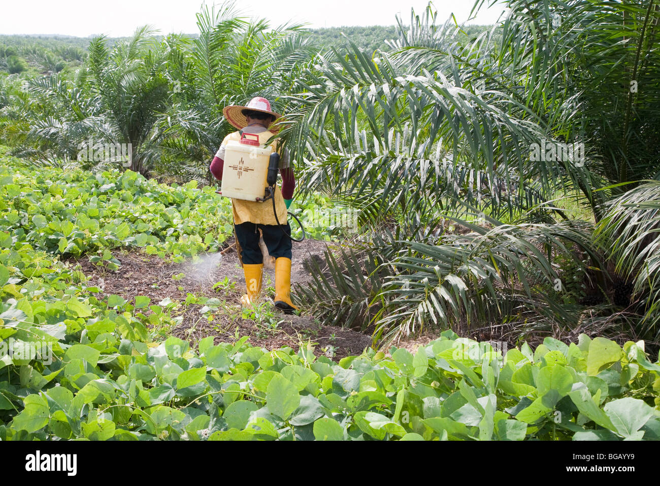 A worker spraying glyphosate herbicide around young palm trees. Sindora Palm Oil Plantation