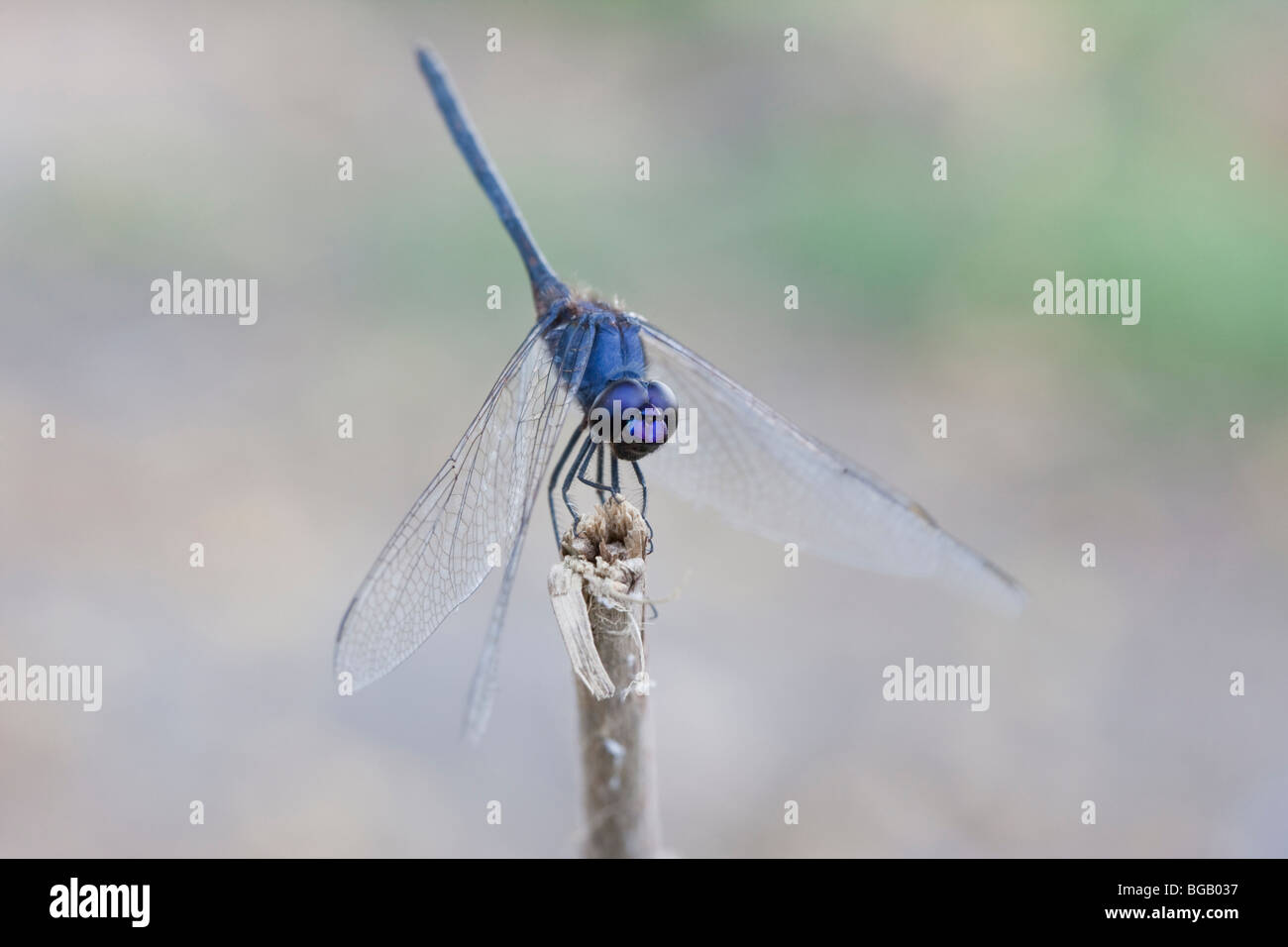 Macro photo of a dragonfly in southern Africa. The photo was taken in Namibia's Mudumu national park. Stock Photo