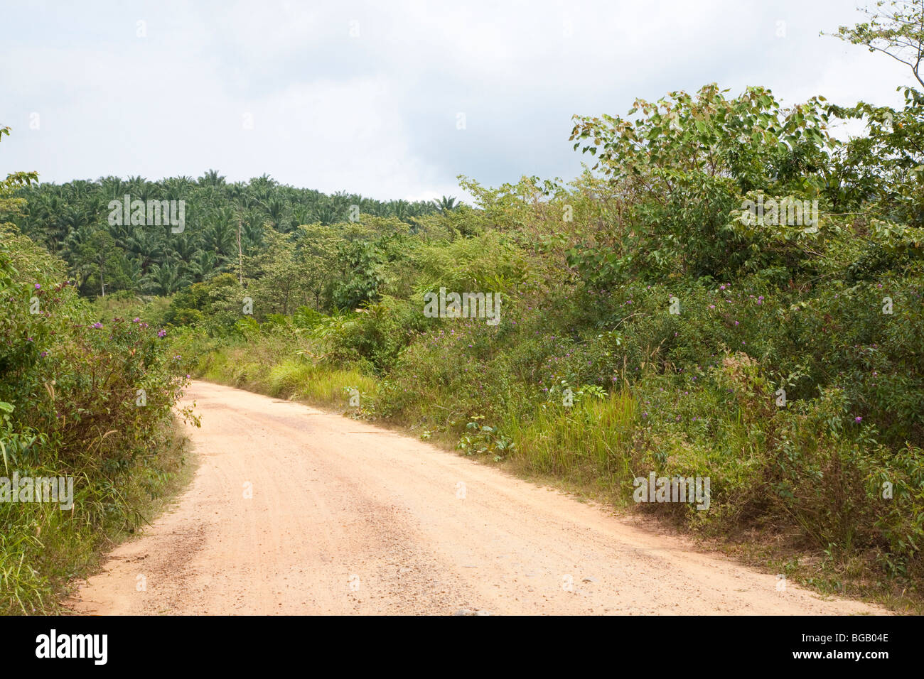 A dirt road going through a forested section on the plantation. Sindora Palm Oil Plantation Stock Photo