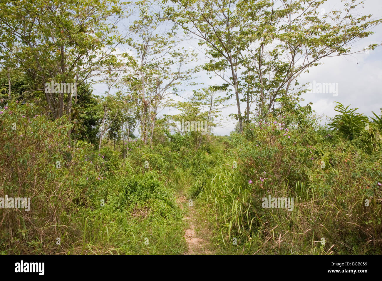 Forested section on the Sindora Palm Oil Plantation Stock Photo