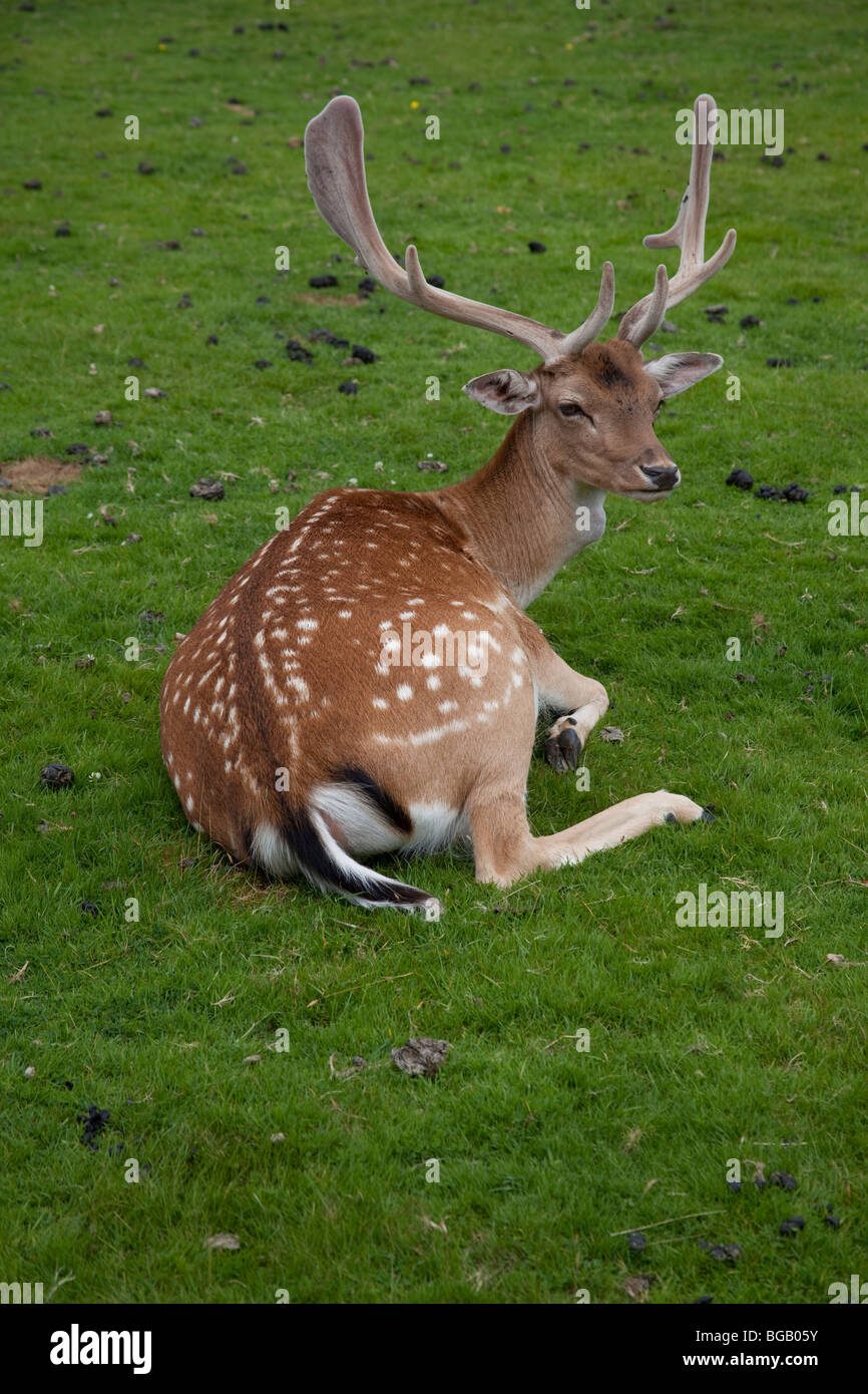 Deer Lying Down Stock Photos & Deer Lying Down Stock Images Alamy