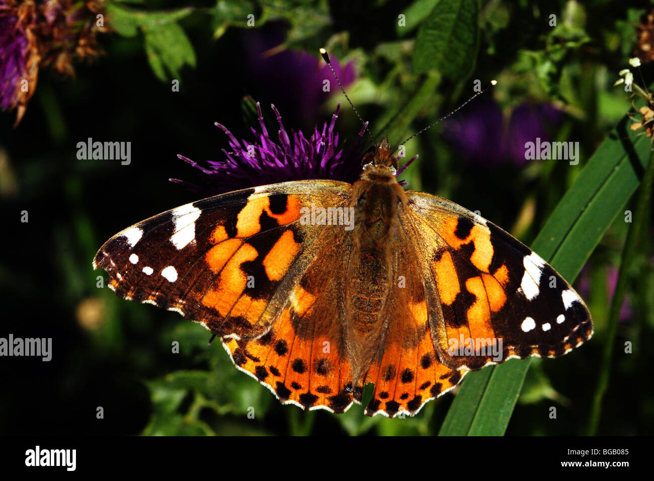 Painted Lady Butterfly Vanessa cardui Family Nymphalidae Stock Photo