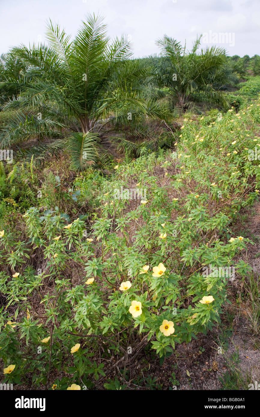 Flowering plants were planted along the roadway to attract pollinator species. The Sindora Palm Oil Plantation, Malaysia Stock Photo