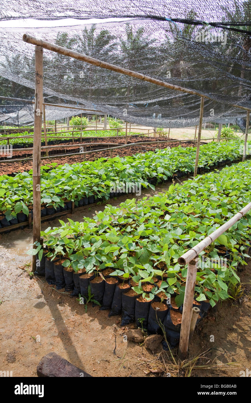 Mucuna bracteata, a leguminous plant, is grown in the on-site nursery. The Sindora Palm Oil Plantation. Johor Bahru, Malaysia Stock Photo