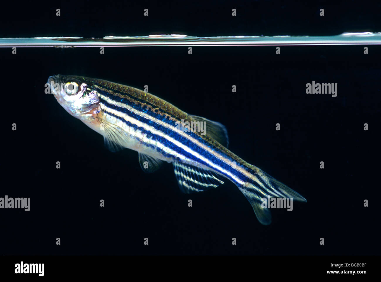 Zebrafish 'Danio rerio' swimming  in aquarium,  tropical fresh water fish. Stock Photo