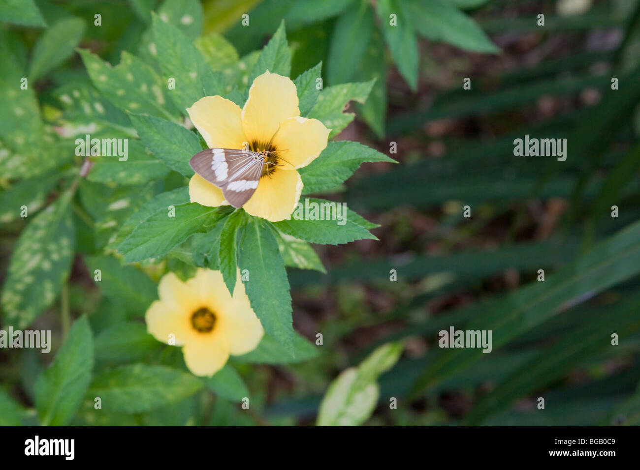 Moth on a flowering plant that was planted to attract pollinator species. The Sindora Palm Oil Plantation Stock Photo