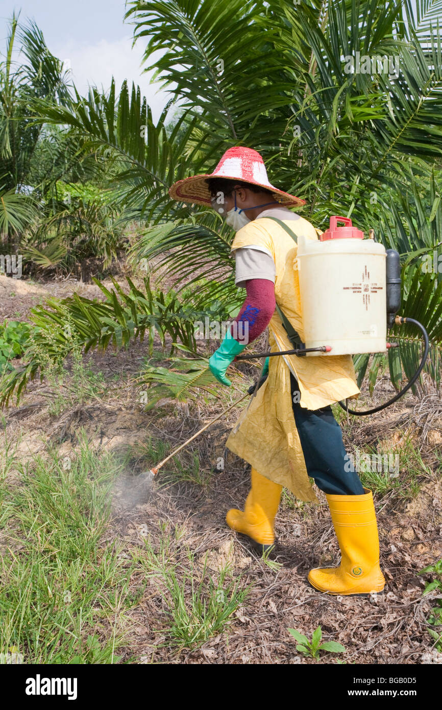 A worker spraying glyphosate herbicide around young palm trees. Sindora Palm Oil Plantation