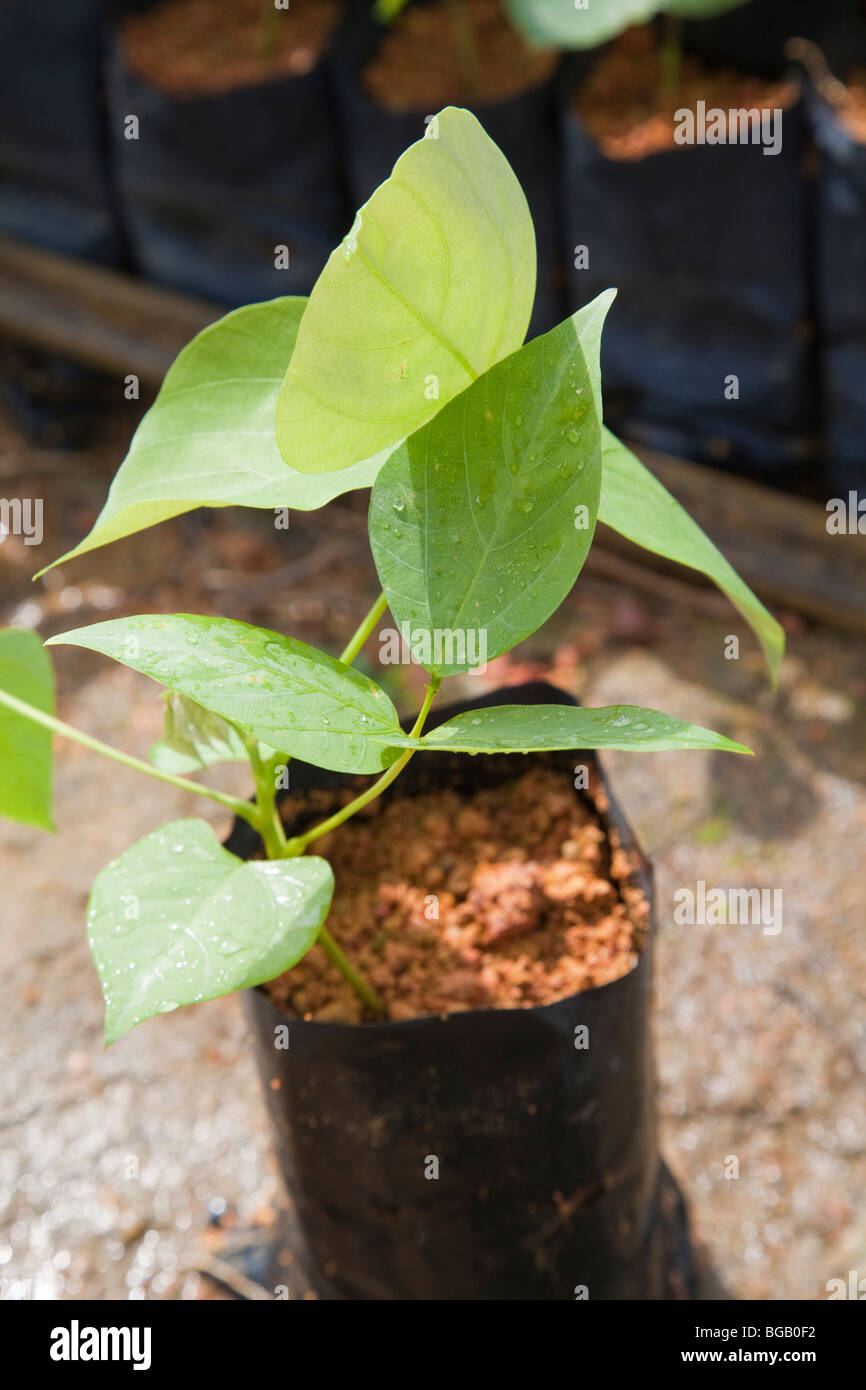A young potted Mucuna bracteata, a leguminous cover plant which is grown in the on-site nursery. Johor Bahru, Malaysia Stock Photo
