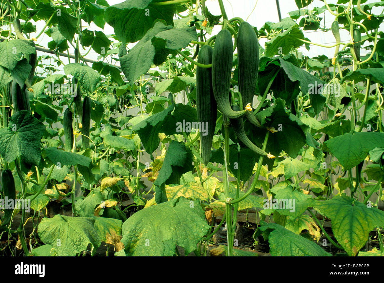Hydroponics with your own hands for cucumbers and tomatoes. Equipment for growing vegetables Hydroponics with your own hands for cucumbers and tomatoes. Equipment for growing vegetables
