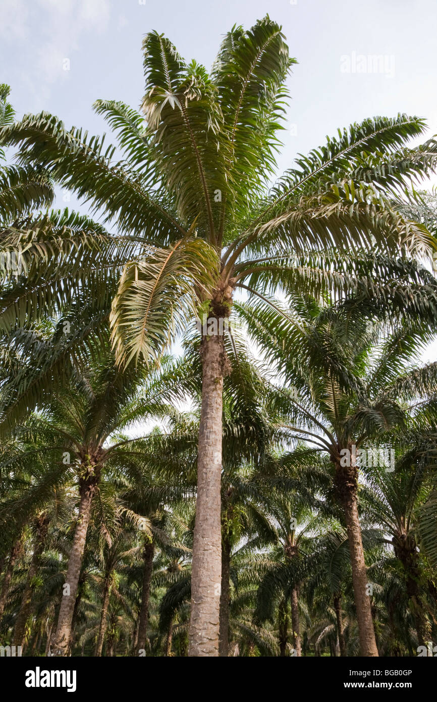 Grove of mature oil palm trees that are 23 years old. Sindora Palm Oil