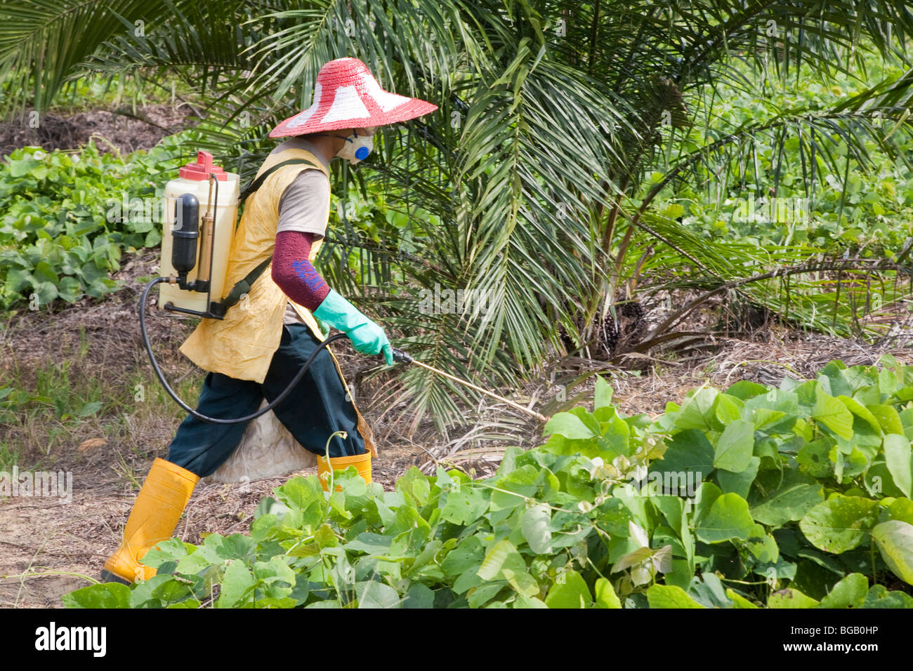 A worker spraying glyphosate herbicide around young palm trees. Sindora Palm Oil Plantation