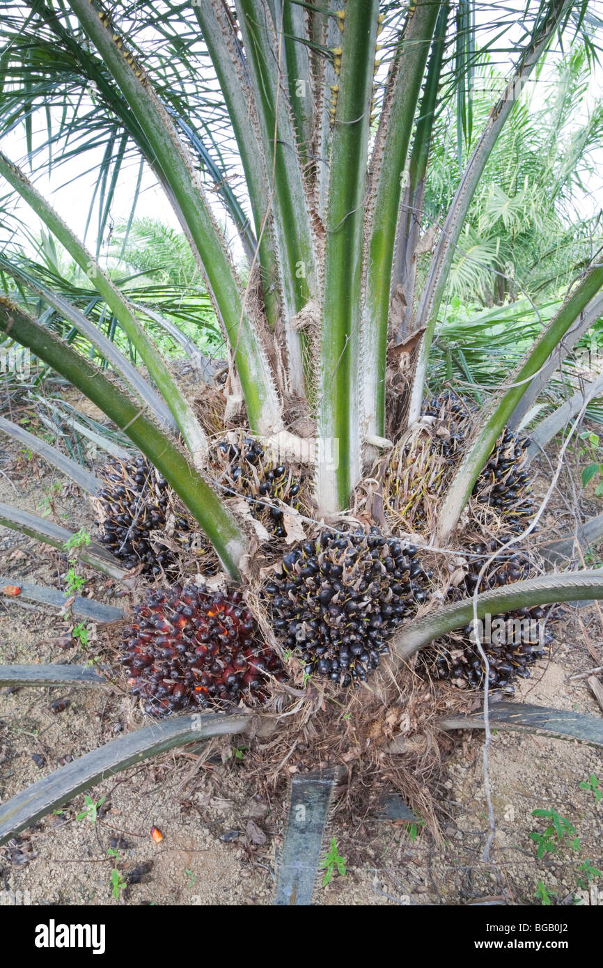High angle view of unripe fresh fruit bunches growing on young oil palm