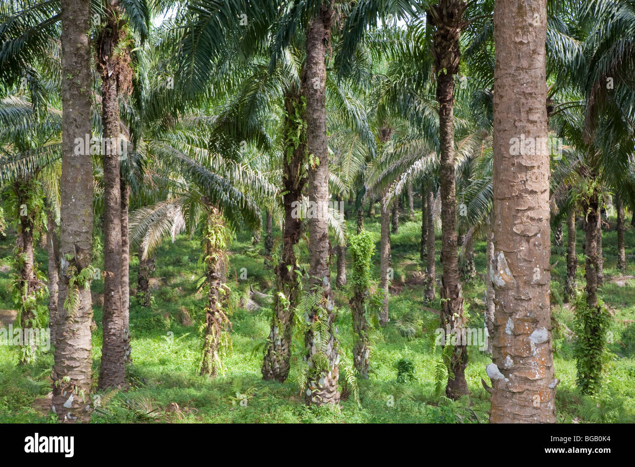 Grove of mature oil palm trees that are 23 years old. Sindora Palm Oil