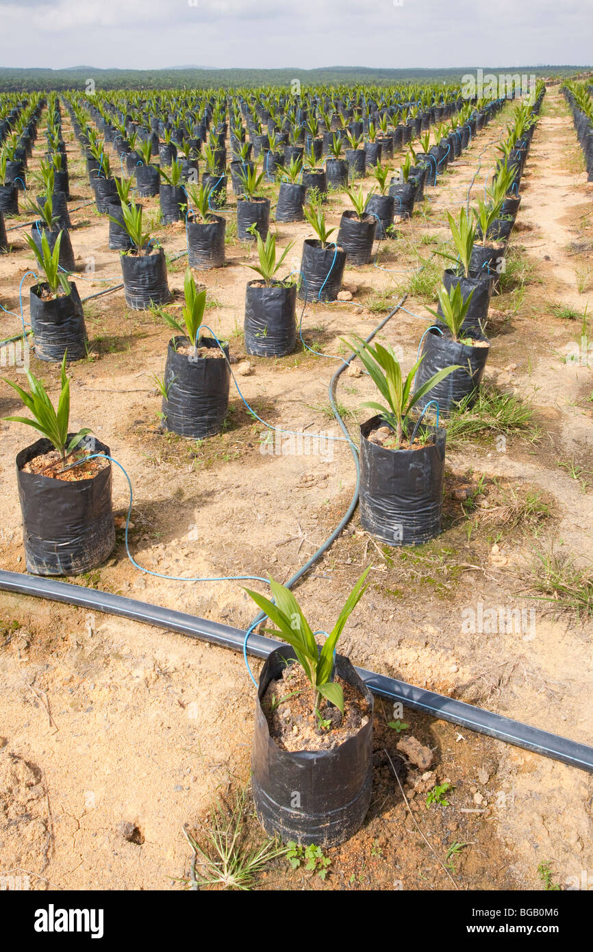 Drip irrigation hires stock photography and images Alamy