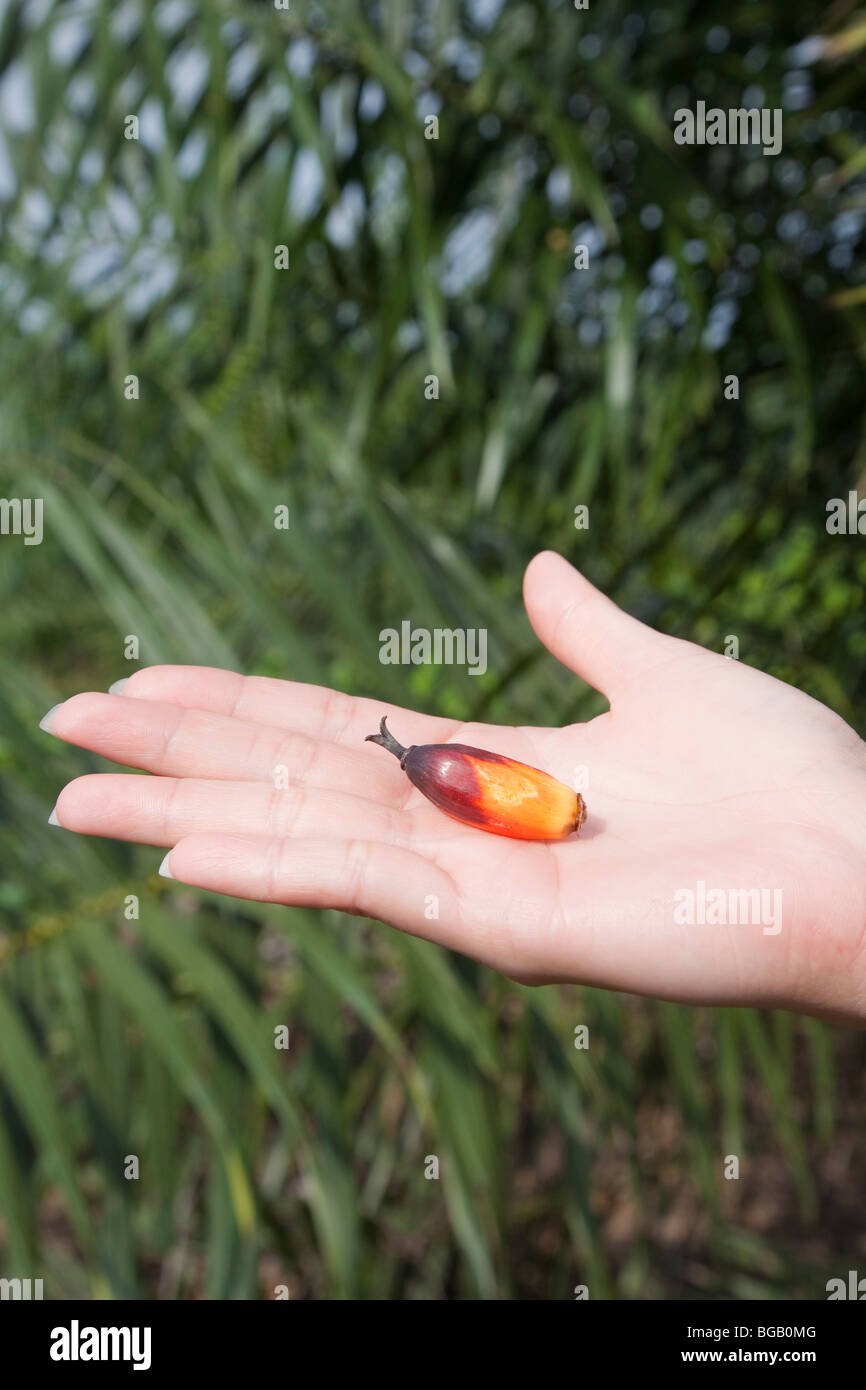Single unripe palm fruit in palm of hand. The Sindora Palm Oil Plantation, Malaysia Stock Photo