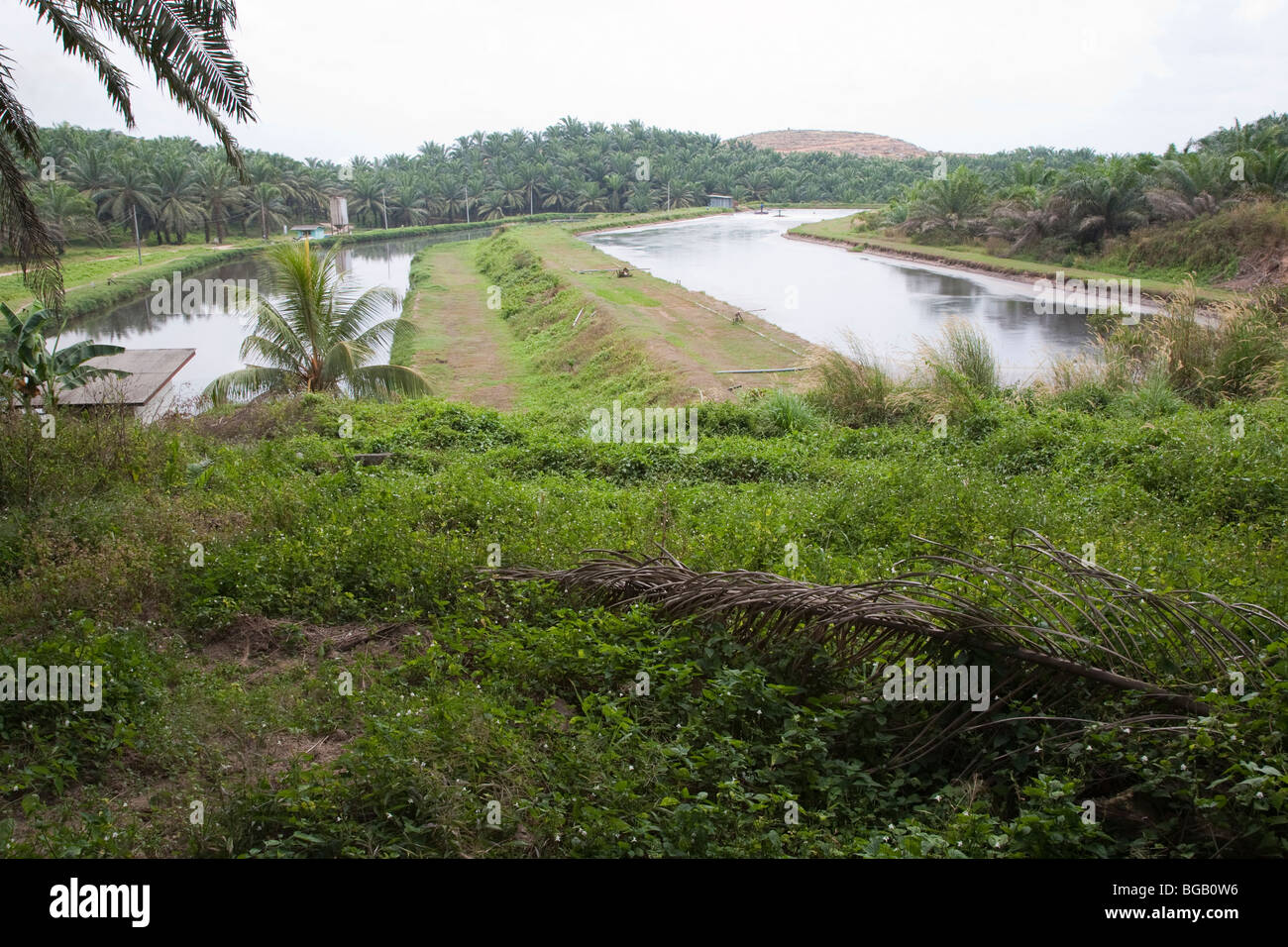 Anaerobic ponds hold palm oil mill effluent. The Sindora Palm Oil Mill, Malaysia Stock Photo