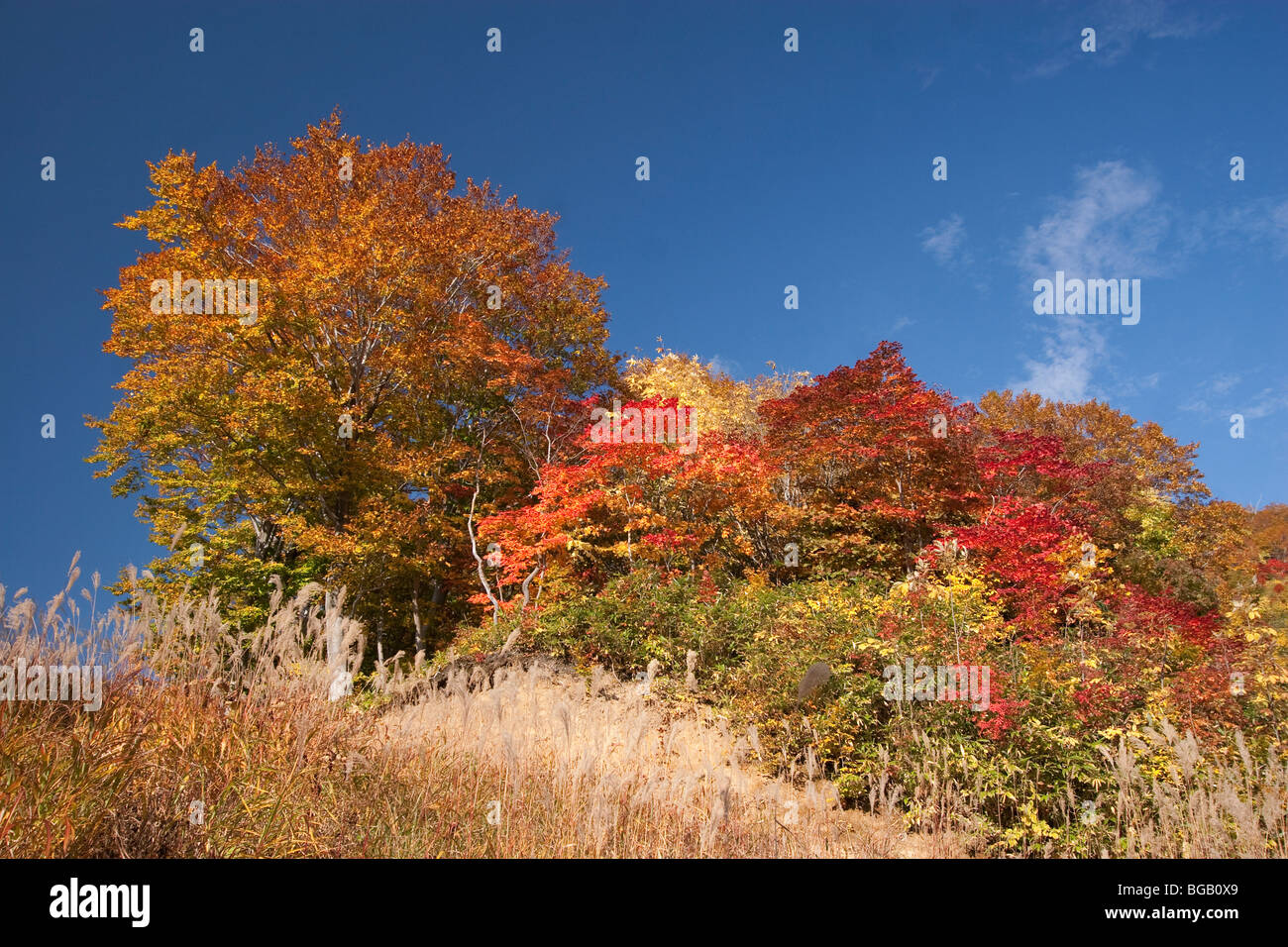 Japan, Honshu Island, Towada Hachimantai National Park, Fall Colours Stock Photo