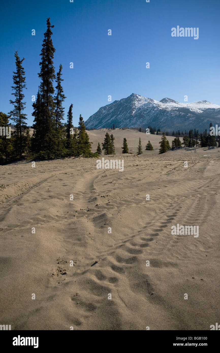 Carcross desert, Carcross, Yukon Territory, Canada Stock Photo Alamy