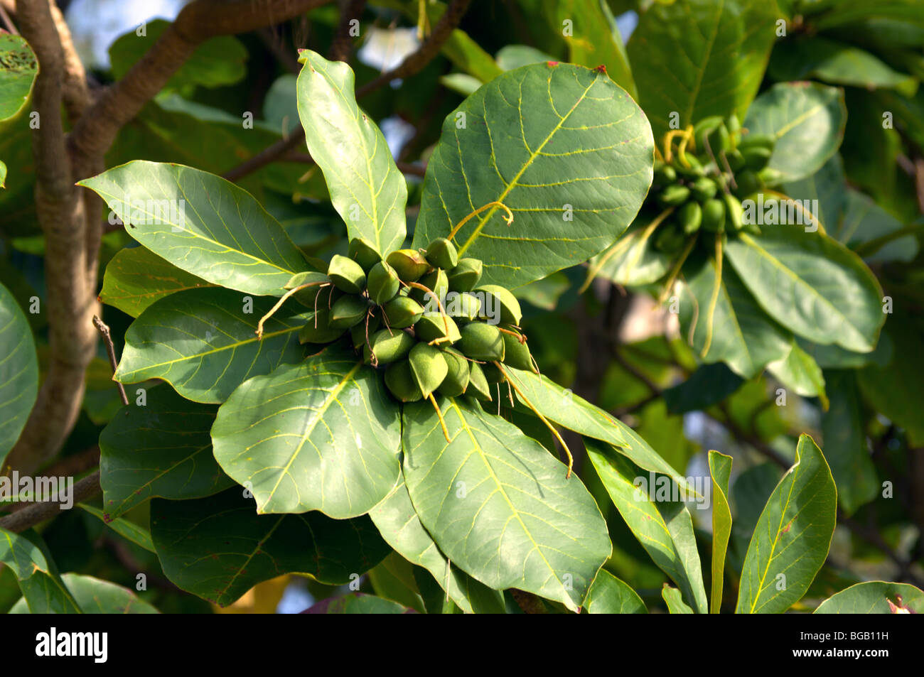 Fruit of Tropical Almond or False Kamani tree Kauai HI Stock Photo