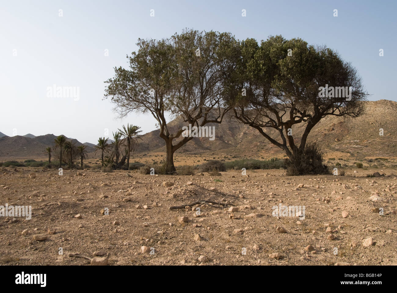 Twin trees in a desert landscape, Cabo de Gata - Nijar Natural Park, Spain Stock Photo