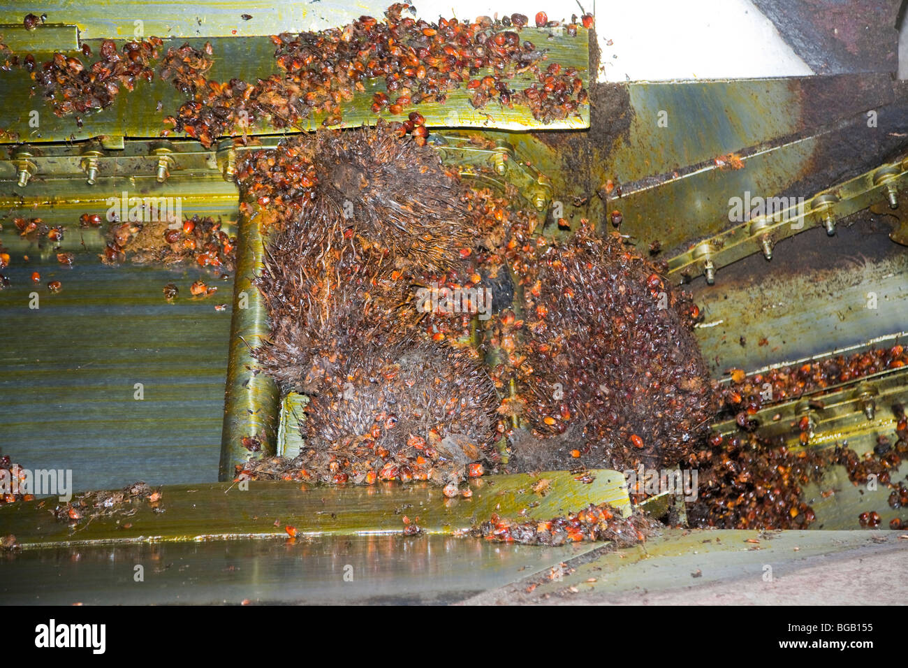 The steaming hot oil palm fresh fruit bunches (FFBs) are emptied out of the cooker. The Sindora Palm Oil Mil, Malaysia Stock Photo