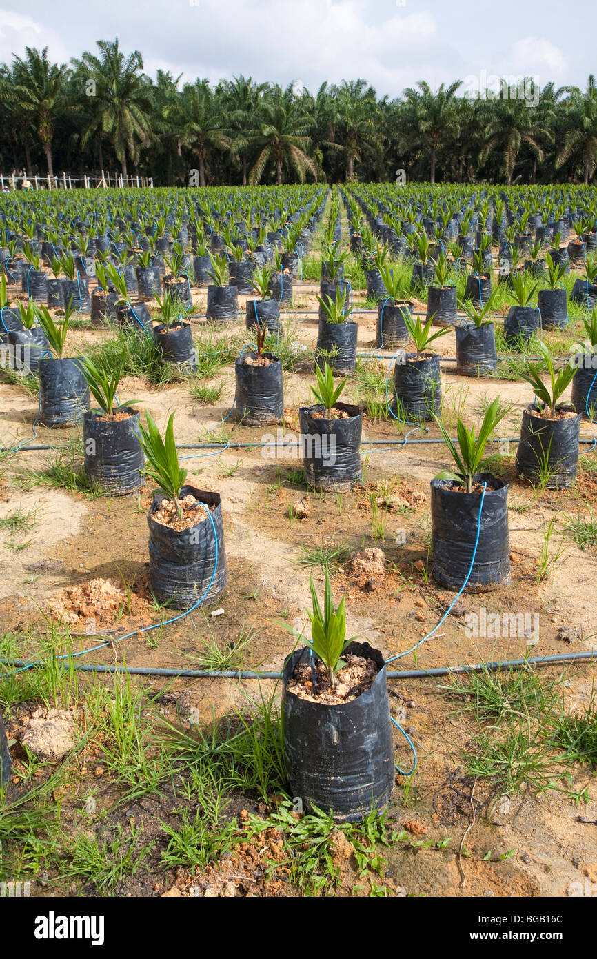 Onsite oil palm tree nursery using drip irrigation to water the potted