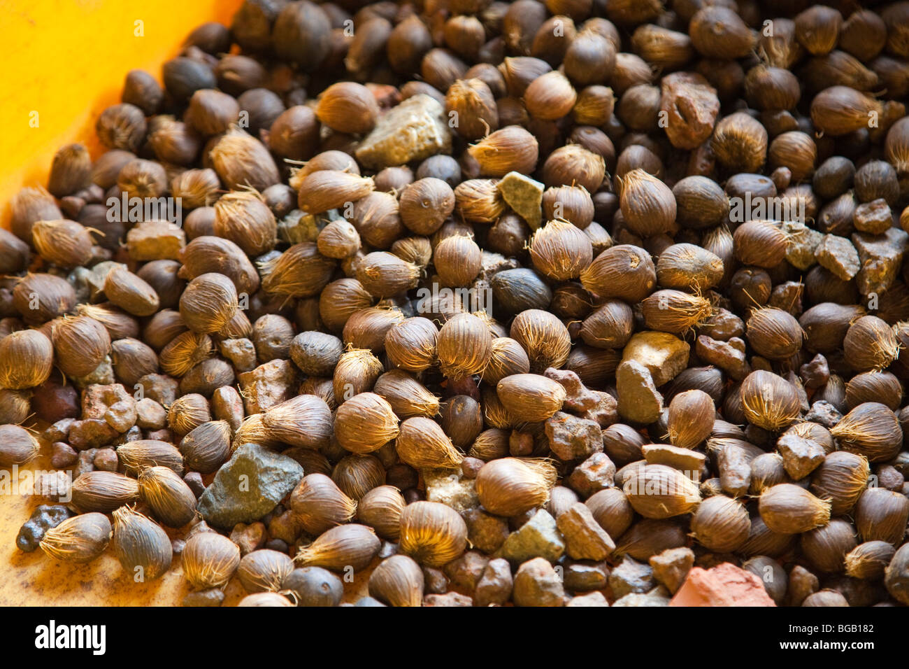 A close up of oil palm kernels. The Sindora Palm Oil Mill, Johor Bahru, Malaysia Stock Photo