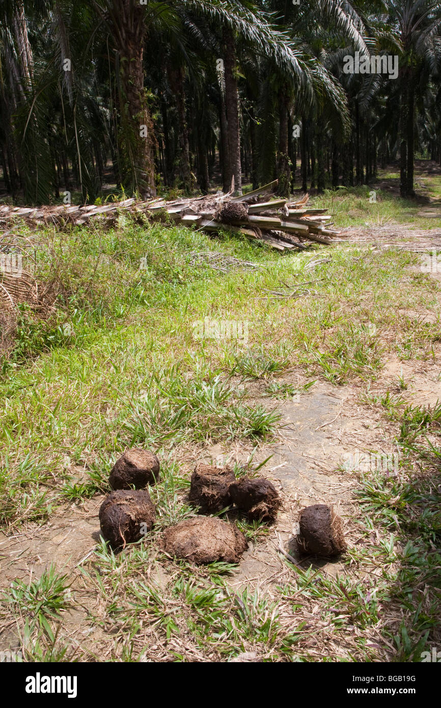 Elephant dung in foreground with uprooted palm tree in background