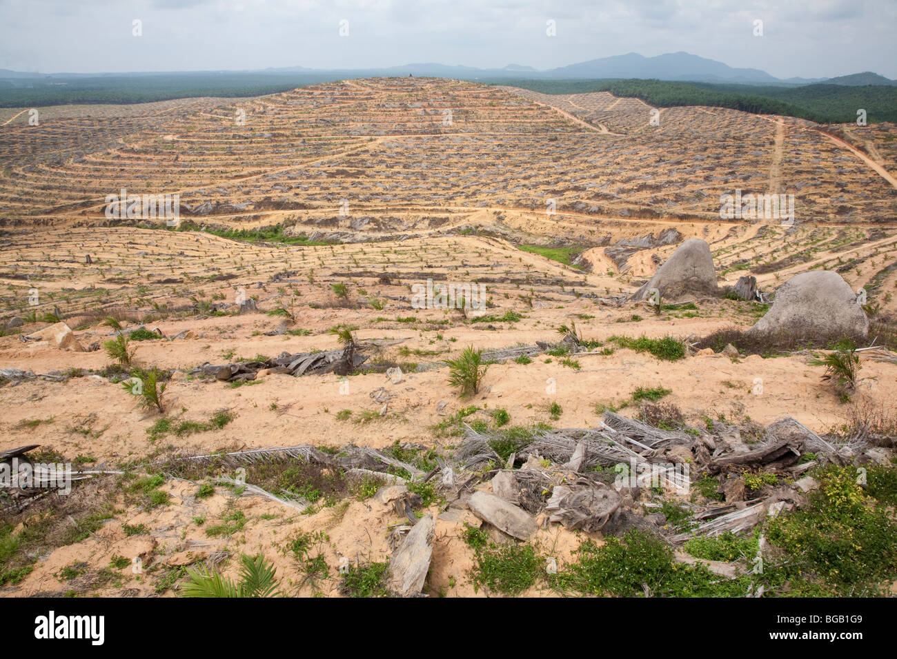 Newly planted palm trees where old trees had been cut down. Terracing