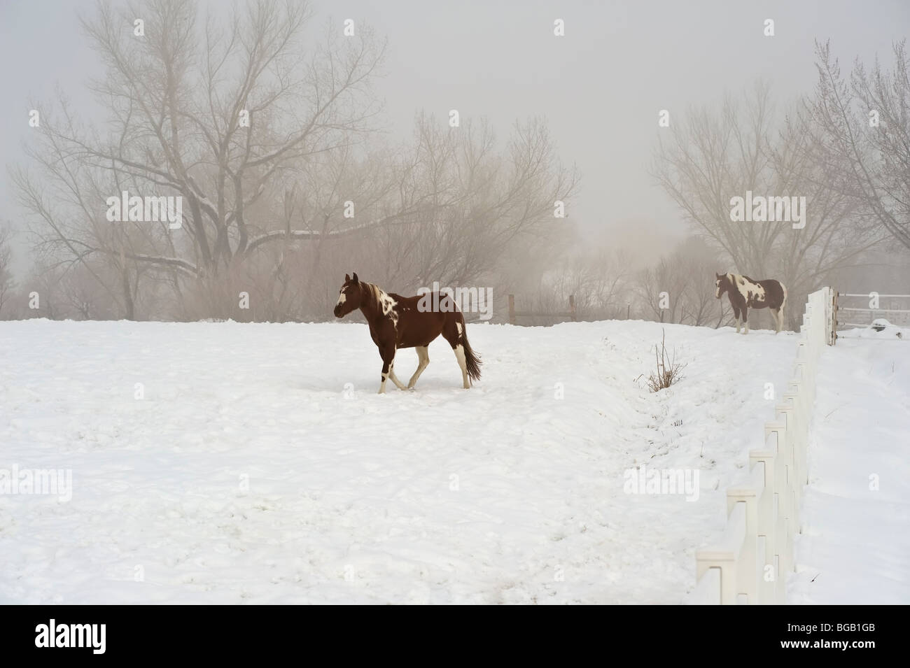 two horses in foggy snowy field Stock Photo - Alamy