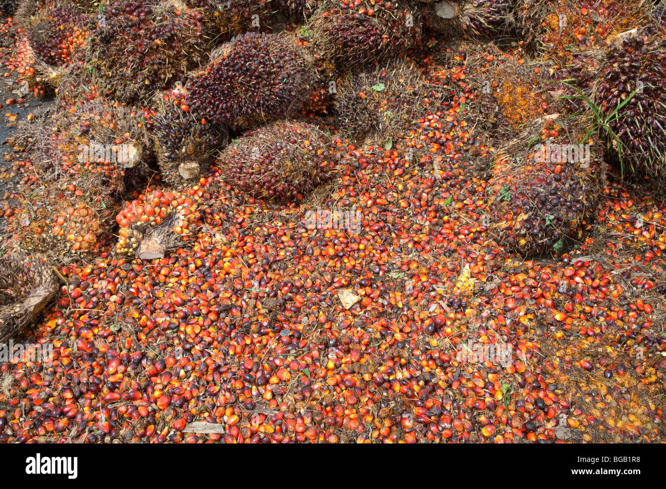 Pile of oil palm fresh fruit bunches (FFBs) and loose fruits await inspection and processing at mill. Sindora Palm Oil Mill Stock Photo