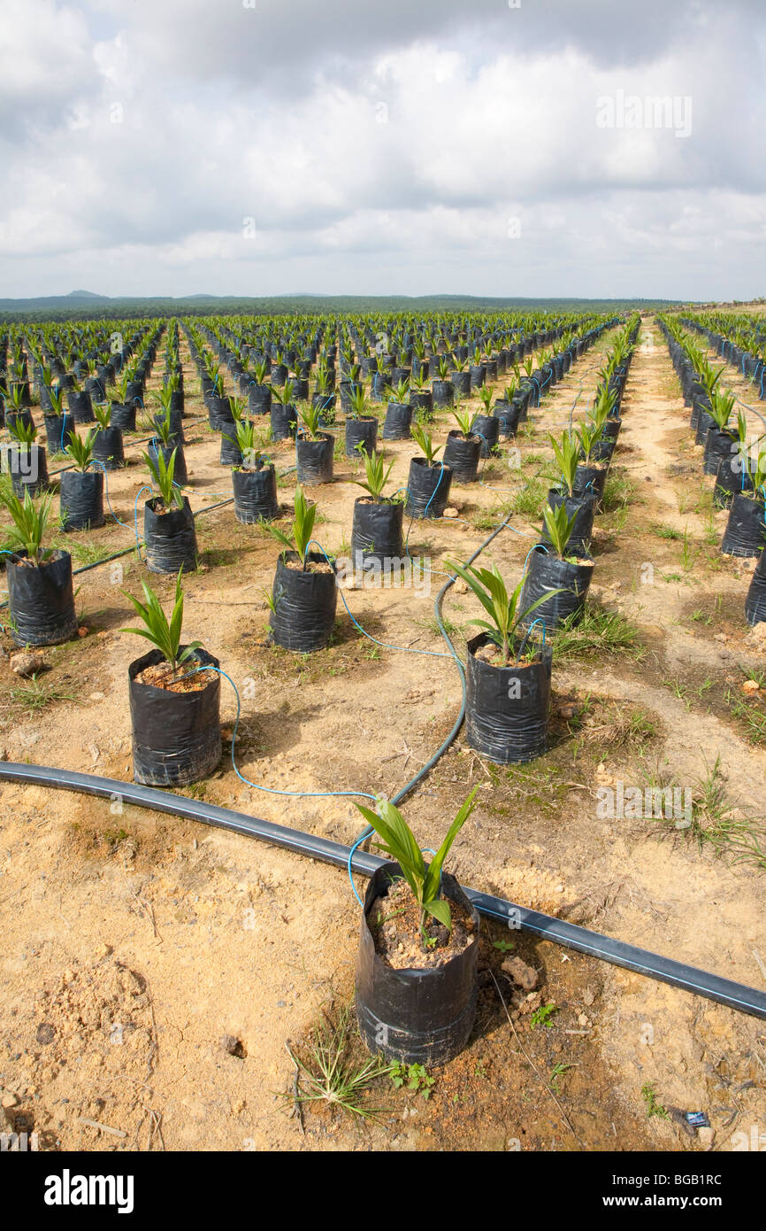 Drip irrigation hires stock photography and images Alamy