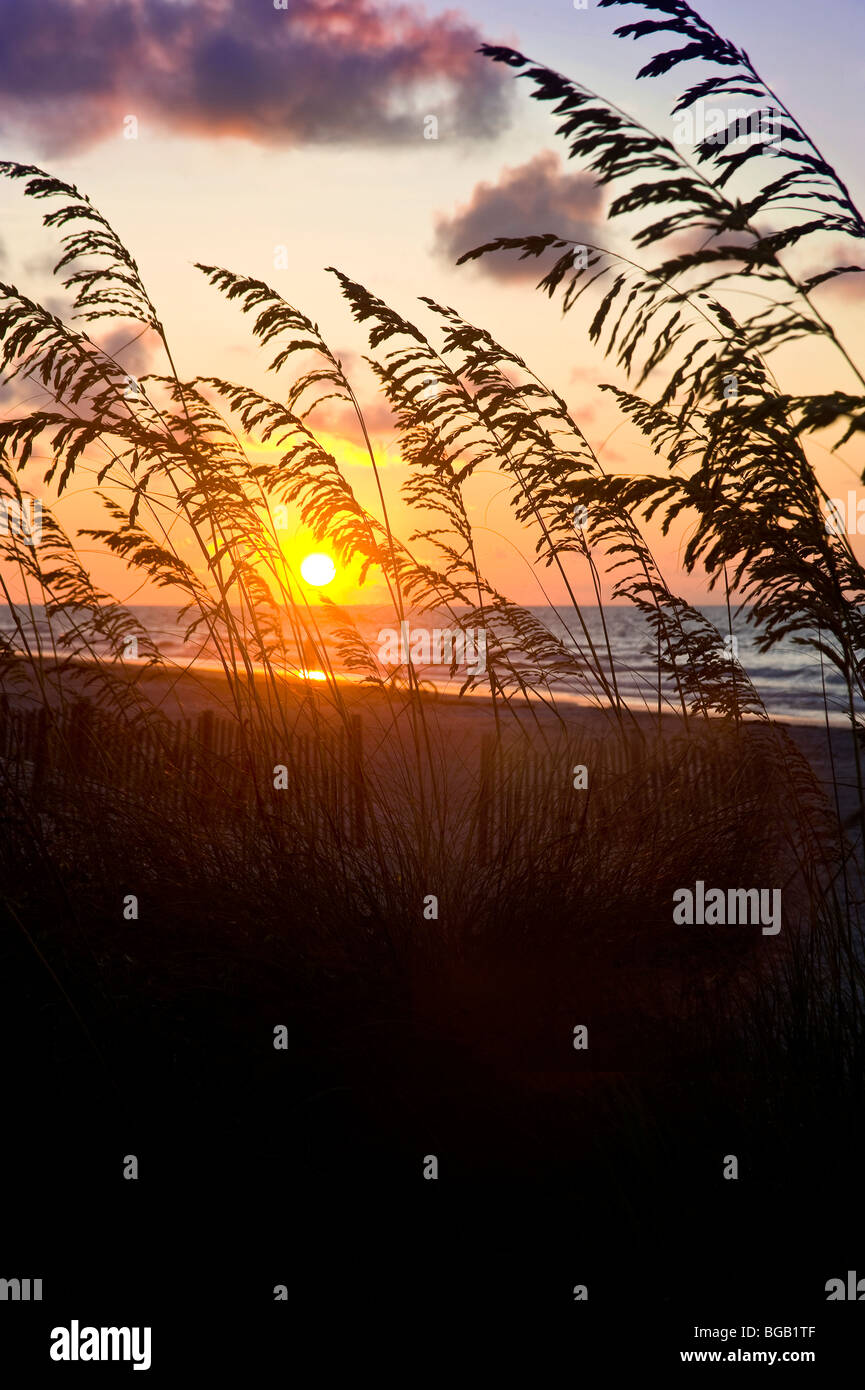 Sand Dune Grass & Reeds, With Sunrise At Beach , Hilton Head Island, South Carolina, USA Stock Photo
