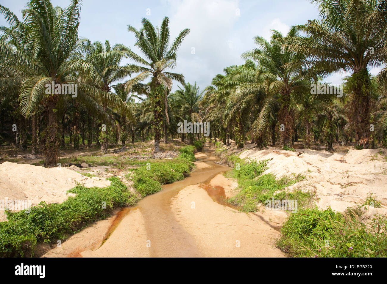 A creek flowing through the Sindora Palm Oil Plantation which is green certified by the Roundtable on Sustainable Palm Oil Stock Photo