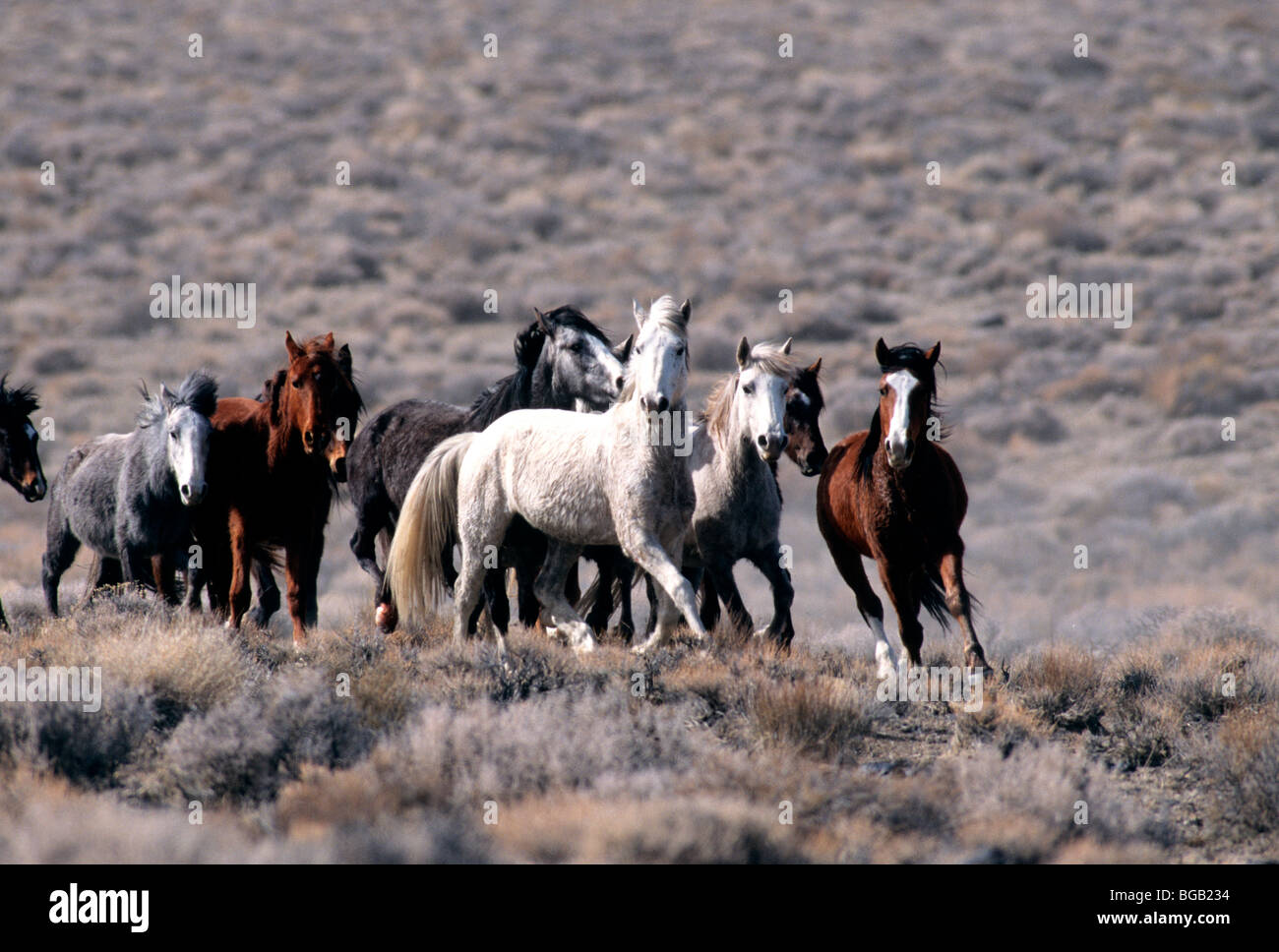Herd of 'Wild Horses' running, high desert, Nevada Stock Photo Alamy