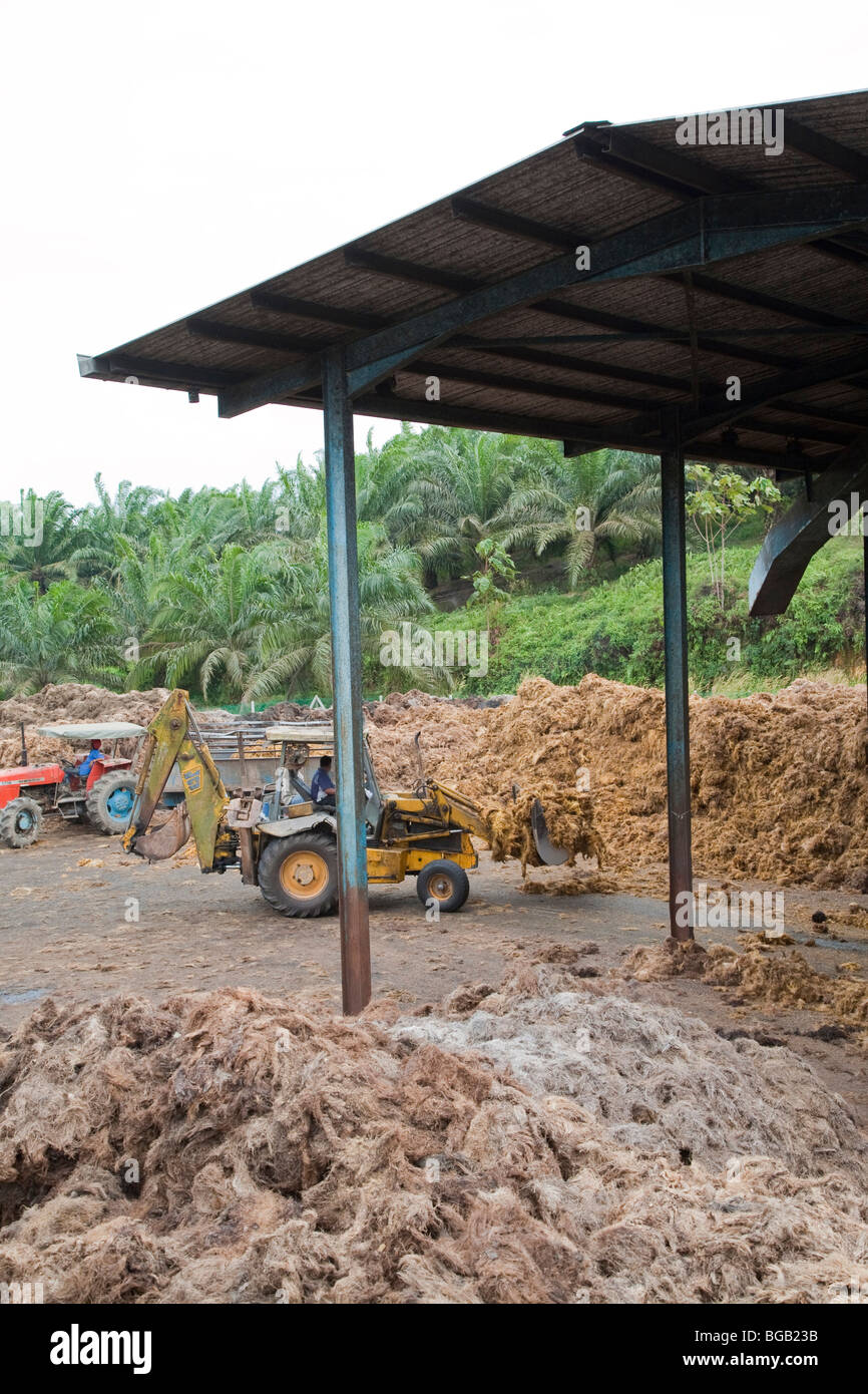 A front-loading tractor scooping up empty fruit bunches (EFBs) to be transferred for composting. The Sindora Palm Oil Mill. Stock Photo