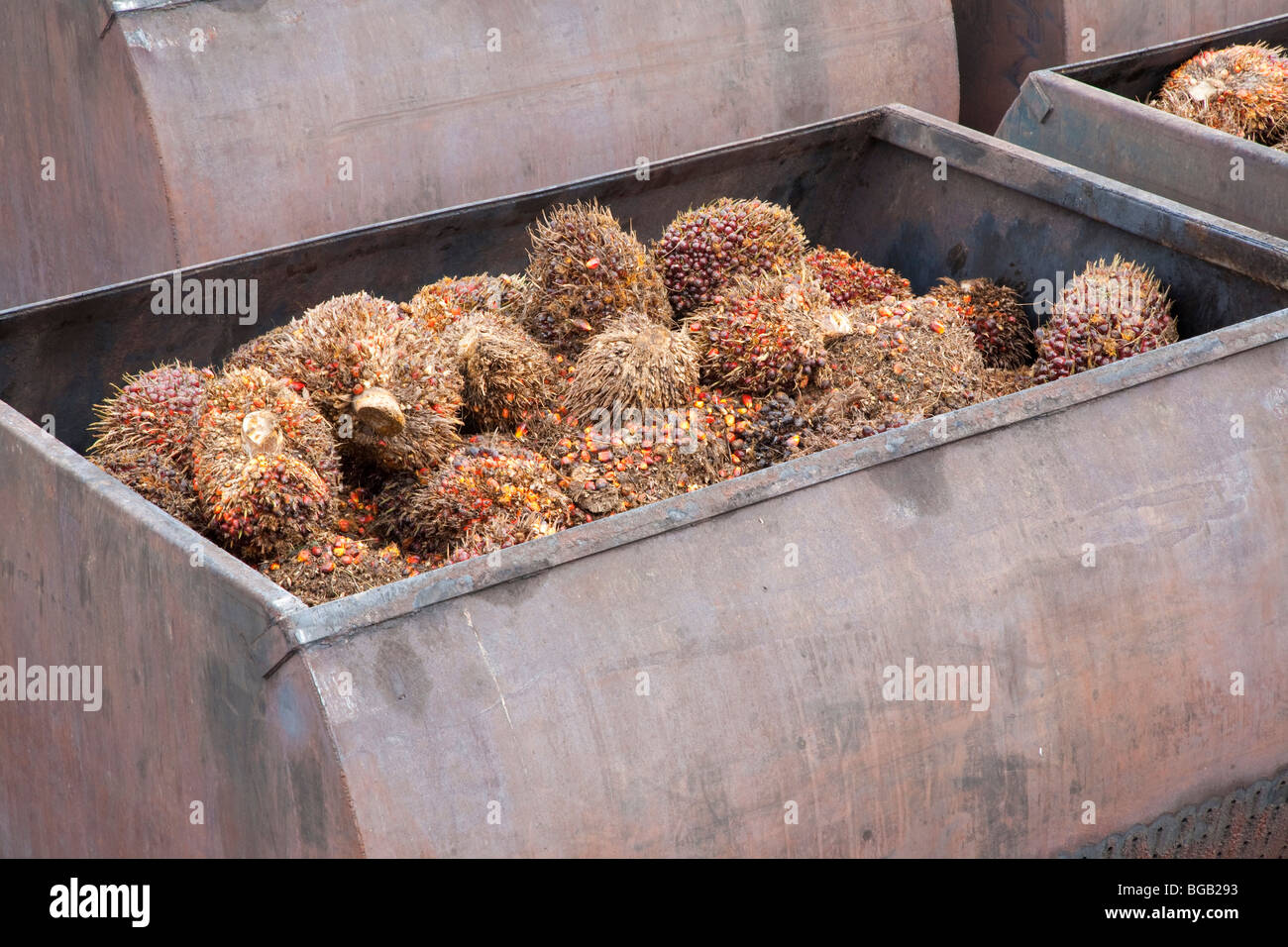 Huge metal containers full of oil palm fresh fruit bunches (FFBs) are lined up to enter the mill