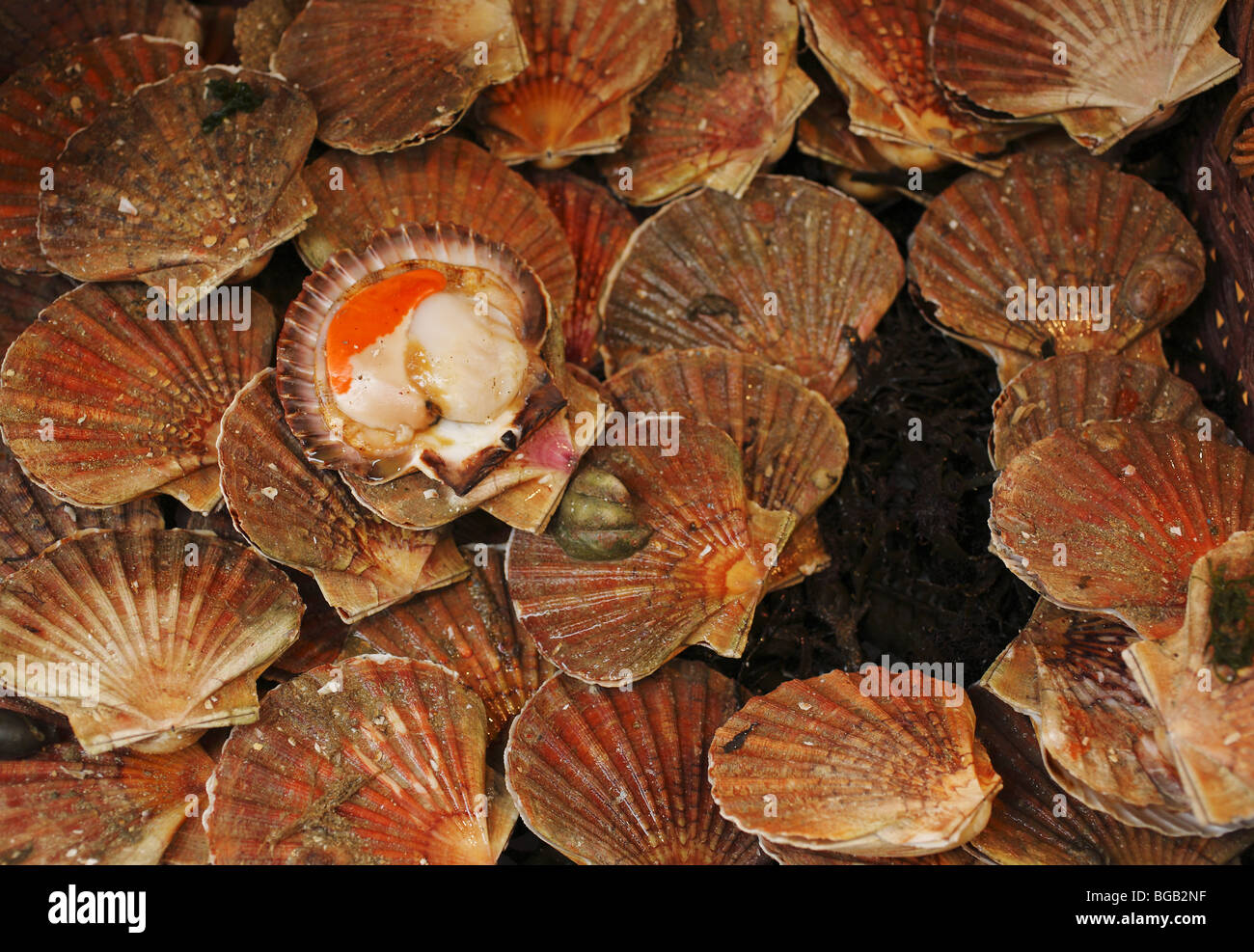 Shell fish on sale, market in Paris, France Stock Photo