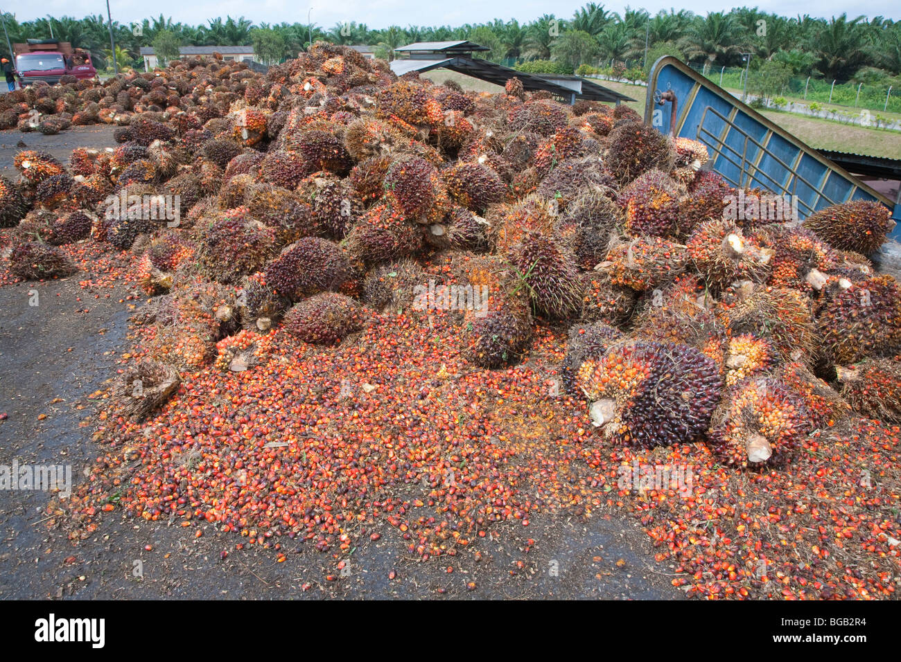 Pile of oil palm fresh fruit bunches (FFBs) and loose fruits await inspection and processing at mill. Sindora Palm Oil Mill Stock Photo