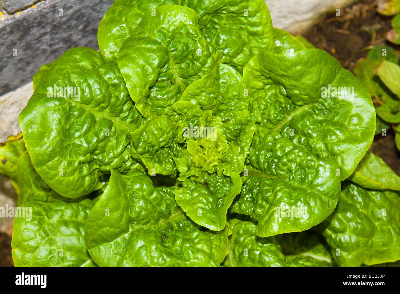 A Look at life in New Zealand. My organic edible garden Buttercrunch