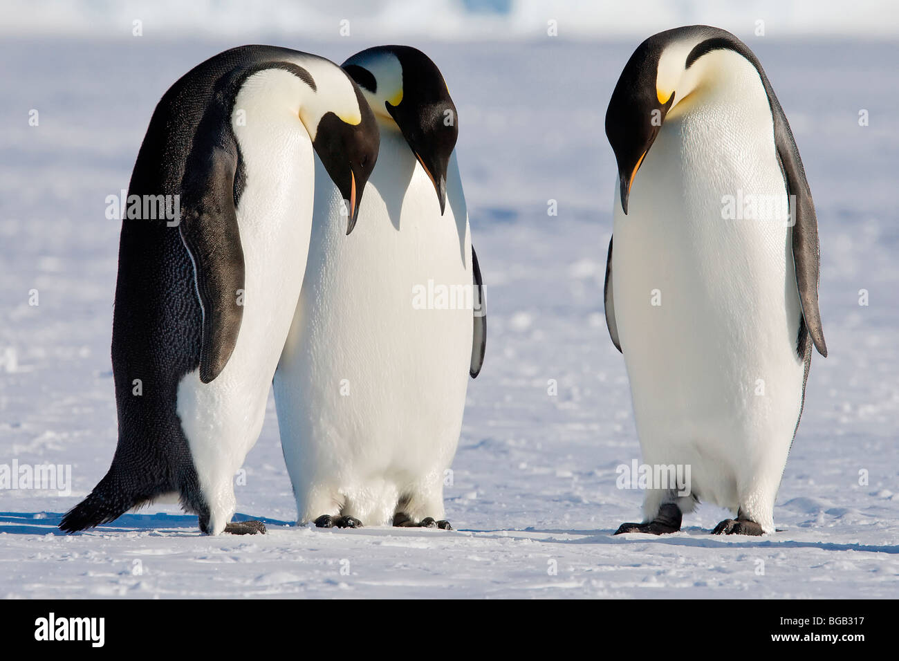 Emperor Penguins Stock Photo