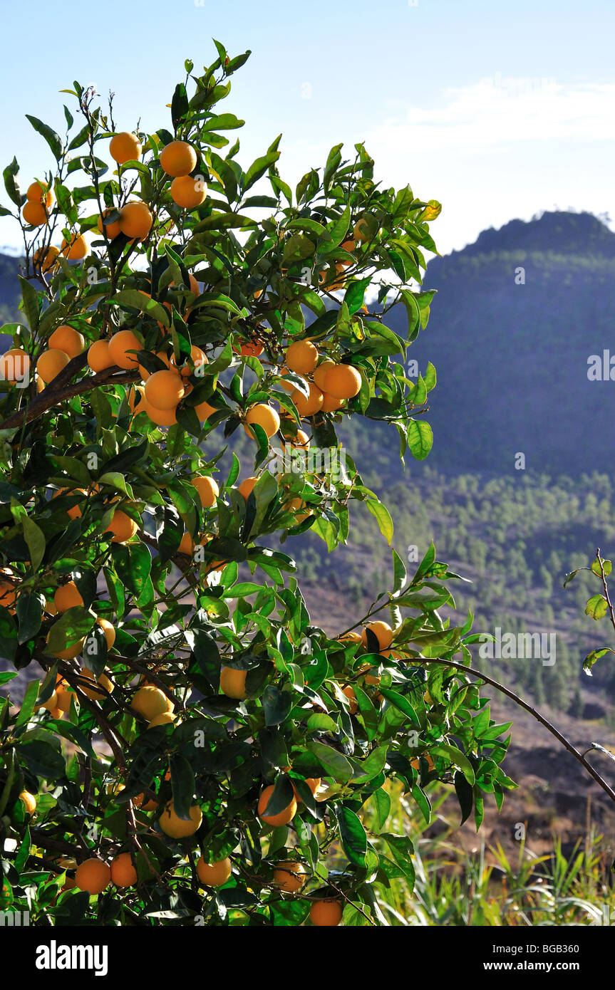 Orange tree, Santa Lucia, Santa Lucia Municipality, Gran Canaria, Canary Islands, Spain Stock Photo