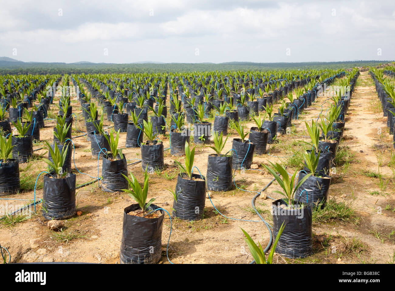 Onsite oil palm tree nursery uses drip irrigation to water the potted
