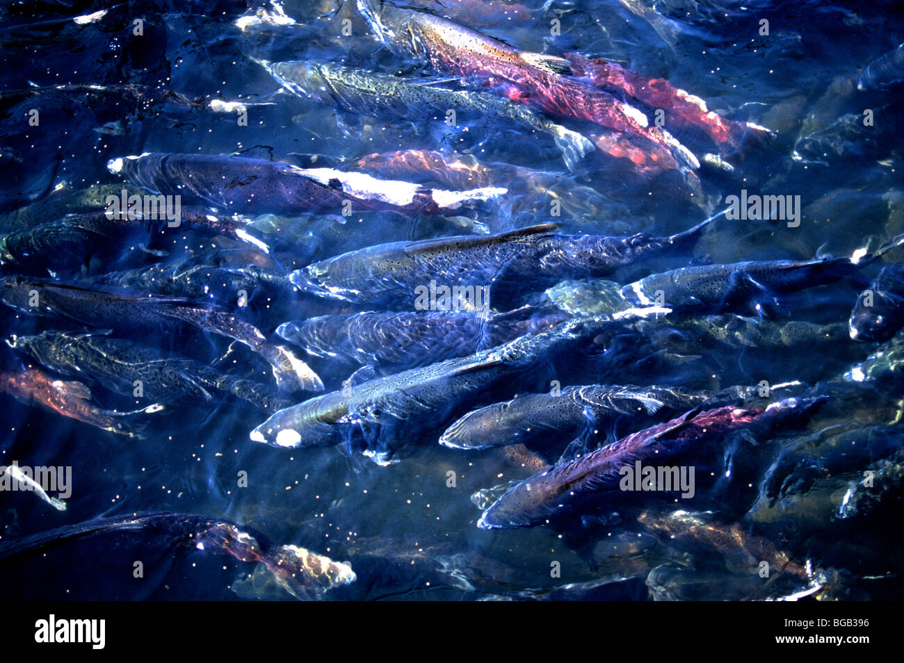 Salmon in fish ladder, Nimbus Fish Hatchery. Stock Photo
