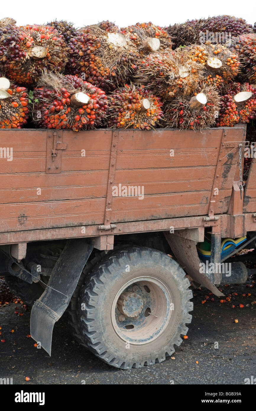 Load of oil palm truck hires stock photography and images Alamy