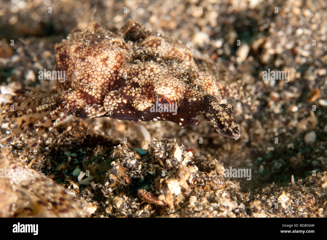 Dragon Sea Moth (Eurypegasus draconis), Lembeh Strait, North Sulawesi, Indonesia Stock Photo