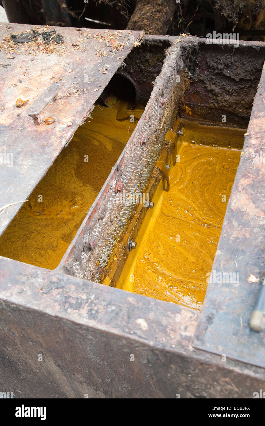 A container of freshly extracted palm oil crude. The Sindora Palm Oil Mill, Johor Bahru, Malaysia Stock Photo