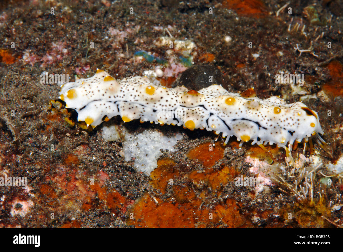 Sea cucumber, Pearsonothuria graeffei, previously known as Bohadschia graeffei. sub adult size with different colours to the adult. Stock Photo