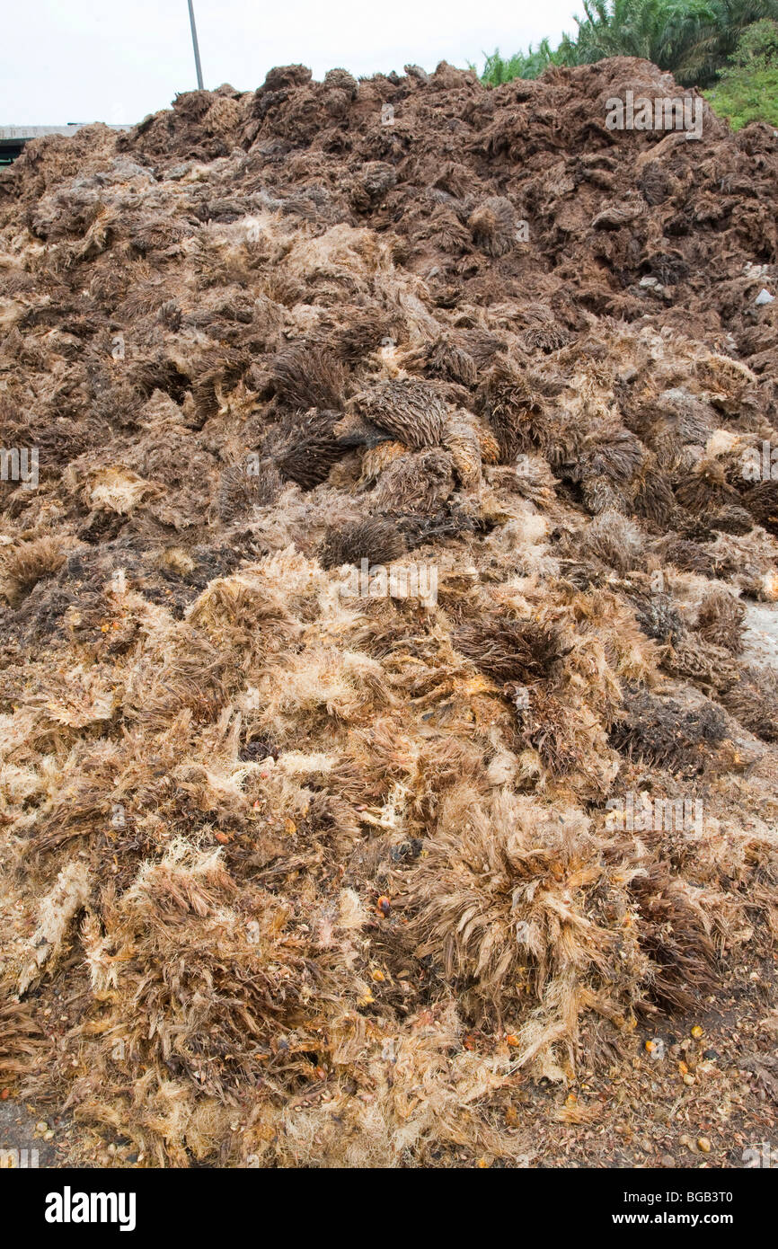 Pile of empty fruit bunches (EFBs), a by-product of palm oil processing, awaiting transfer for composting or use as biofuel. Stock Photo